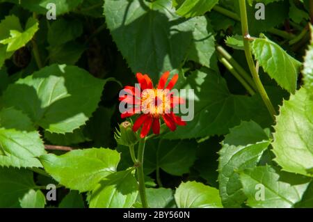 Schöne orange und rot tropische einzelne Blume Unterfamilie Asteroideae ein Mitglied der Sonnenblumen, Gänseblümchen, Astern und Alliierten Familie Asteraceae Stockfoto