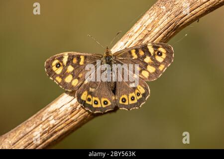 Gesprenkeltes Holz (Pararge aegeria), auf Totholz im April, Deutschland, Bayern, Isental Stockfoto