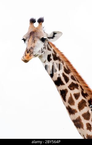 Giraffe (Giraffa camelopardalis), Porträt, Kauen, Kenia, Masai Mara Nationalpark Stockfoto