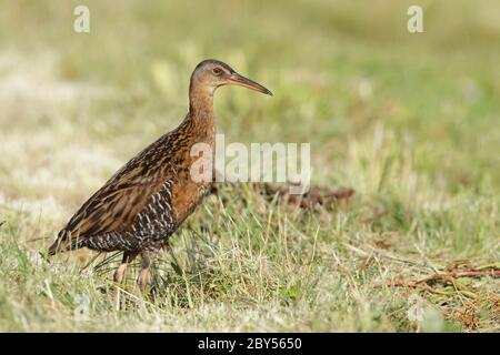 King Rail (Rallye elegans), steht noch im Freien auf einem Grasfeld, USA, Texas, Chambers County Stockfoto