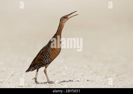 King Rail (Rallye elegans), Erwachsener, der direkt im Freien läuft, laut ruft, USA, Texas, Chambers County Stockfoto