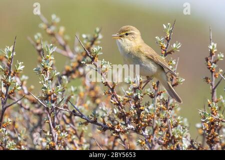 weidenwaldsänger (Phylloscopus trochilus), im Frühling im Sanddorn, Niederlande Stockfoto