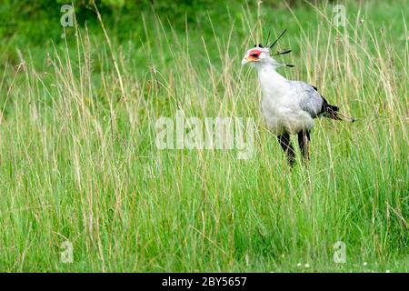 sekretärsvogel, Schütze serpentarius (Schütze serpentarius), stehend auf hohem Gras, Kenia, Masai Mara Nationalpark Stockfoto