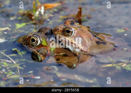 Gewöhnlicher Frosch, Grasfrosch (Rana temporaria), Paar im Laichteich, Deutschland Stockfoto