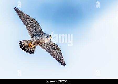 Wanderfalke (Falco peregrinus), im Flug, Deutschland Stockfoto