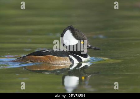 Kapuzenmerganser (Mergus cucullatus, Lophodytes cucullatus), Erwachsener, männlich schwimmend in einem grünen See, USA, Kalifornien Stockfoto