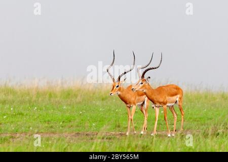 impala (Aepyceros melampus), zwei Männchen, die zusammen in der Savanne wandern, Seitenansicht, Kenia, Masai Mara Nationalpark Stockfoto