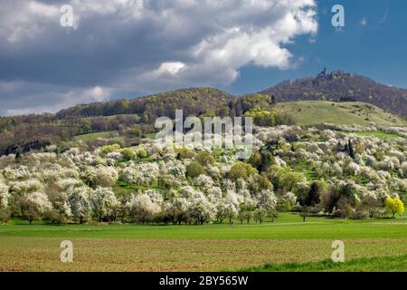 Obstbaumwiese mit Burg Teck, Deutschland, Baden-Württemberg, Schwäbische Alb, Bissingen Stockfoto