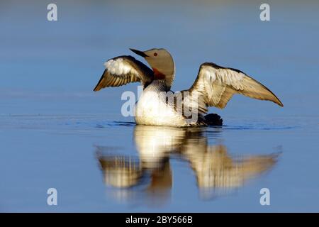 Rotkehltaucher (Gavia stellata), Erwachsener in Brutgebiet auf Wasser, streckt seine Flügel, USA, Alaska, Seward Peninsula Stockfoto