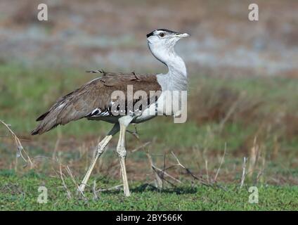 Australische Bustarde (Ardeotis australis), Spaziergänge in grönland, Australien, Queensland, Karumba Stockfoto