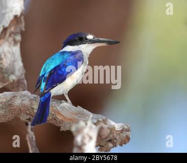 Waldeisvogel, Macleay's, Blauer Eisvogel (Todiramphos macleayii, Halcyon macleayii), sitzend auf einem Zweig, Australien, Queensland, Julatten, Abattoir Swamp Stockfoto