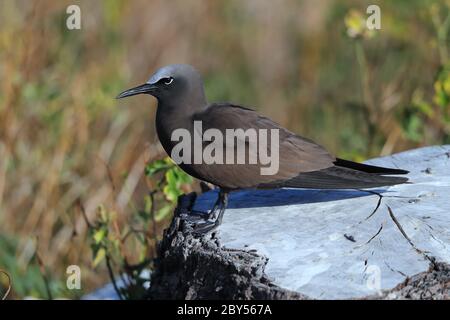 Gewöhnlicher Noddy, Brown Noddy (Anous stolidus), auf einem Felsen sitzend, Australien, Lady Elliot Island Stockfoto