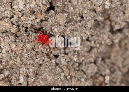 Samtmilbe, Rotmilbe, Samtmilbe (Trombidium spec., Trombidium cf. Holosericeum), auf dem Boden, Deutschland Stockfoto