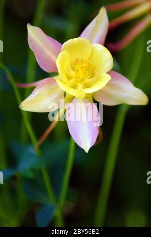 aquilegia hybrida Stockfoto