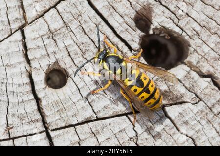 Deutsche Wespe (Vespa germanica, Vespa germanica, Paravespula germanica), Königin, Deutschland Stockfoto