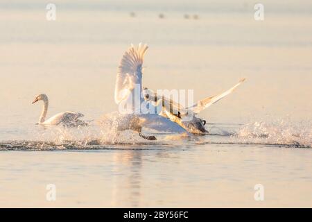 Stummer Schwan (Cygnus olor), kämpfende Männchen im Abendlicht, Deutschland, Bayern, Chiemsee Stockfoto