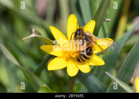 Gelbbeinige Bergbiene, Gelbbeine Bergbiene (Andrena flavipes), Weibchen, die eine kleine Celandine-Blume besucht, Ranunculus ficaria, Deutschland Stockfoto