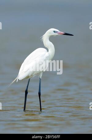 Rötliche Reiher (Egretta rufescens), Erwachsene weiße Morph entlang der Küste, USA, Texas, Galveston County Stockfoto