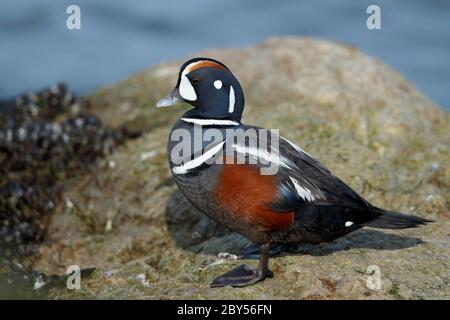 harlequin Ente (Histrionicus histrionicus), Erwachsener Männchen steht am felsigen Ufer entlang der Atlantikküste im frühen Frühjahr, USA, New Jersey, Ocean County Stockfoto