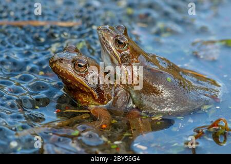 Gewöhnlicher Frosch, Grasfrosch (Rana temporaria), Paar im Laichteich, Deutschland Stockfoto