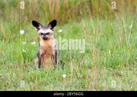 Fledermaus-Ohrenfuchs (Otocyon megalotis), auf Gras sitzend, Vorderansicht, Kenia, Masai Mara Nationalpark Stockfoto