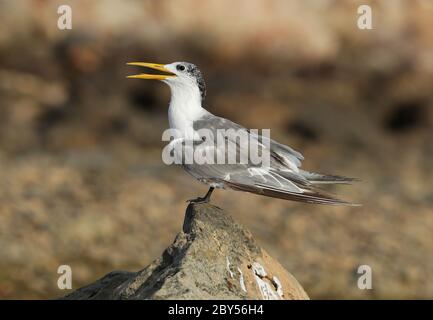 Seeschwalbe (Thalasseus bergii, Sterna bergii), Erwachsener, der an der Küste ruht, Oman Stockfoto