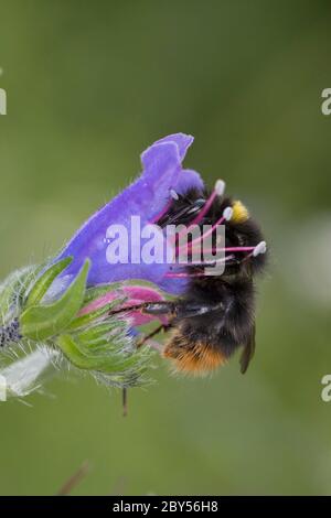 Frühe Hummelbiene (Bombus pratorum, Pyrobombus pratorum), Weibchen, die eine Blume von Blaukraut besucht, Echium vulgare, Deutschland Stockfoto