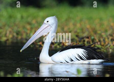 Australischer Pelikan (Pelecanus auffallend), Schwimmen, Australien, Queensland, Mackay Stockfoto