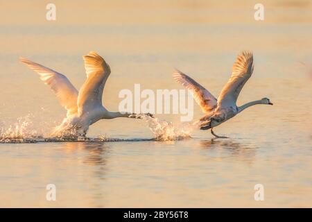 Stummer Schwan (Cygnus olor), kämpfende Männchen im Abendlicht, Deutschland, Bayern, Chiemsee Stockfoto