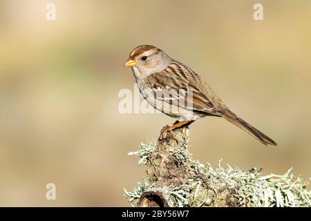 Weißkronensperling (Zonotrichia leucophrys), unreif, USA, Kalifornien Stockfoto