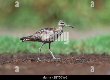 Kleiner Curlew (Numenius minutus), überwintert im ersten Winter im Payet's Tower, Australien, Townsville Stockfoto