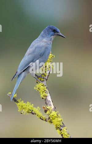 Pinyon Jay (Gymnorhinus cyanocephalus), Erwachsener Pinyon Jay auf einem Baumstumpf, USA, Oregon Stockfoto