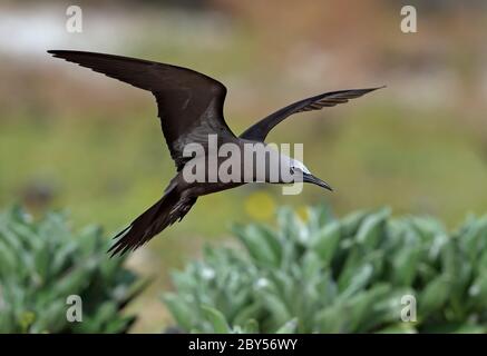 Gewöhnliches Noddy, Brauner Noddy (Anous stolidus), im Flug, Australien, Lady Elliot Island Stockfoto