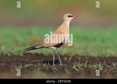 Australische Pratincole (Stiltia isabella), am Boden, Australien, Townsville Stockfoto