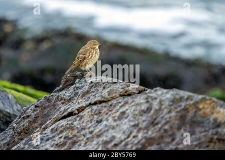 Felsgrube (Anthus petrosus), auf einem Wellenbrecher, Niederlande Stockfoto