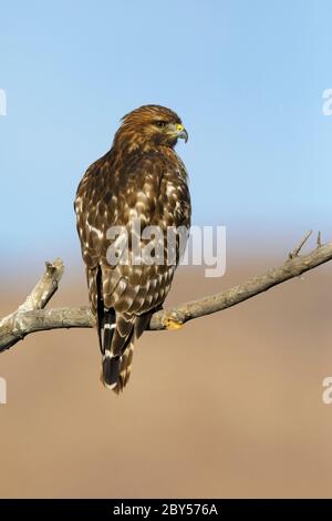 Rotschulterfalke (Buteo lineatus), unreif auf einem Zweig sitzend, USA, Kalifornien, Riverside County Stockfoto