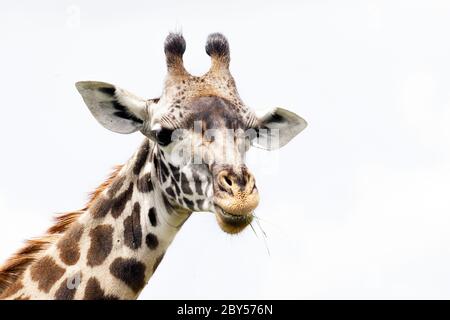 Giraffe (Giraffa camelopardalis), Porträt, Kauen, Kenia, Masai Mara Nationalpark Stockfoto