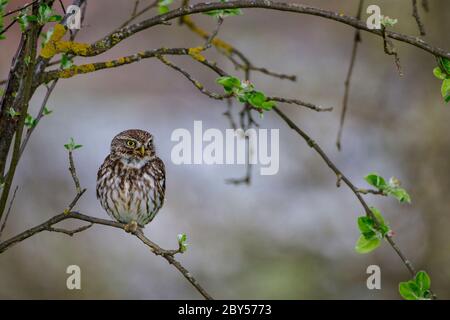 Eule (Athene noctua), auf einem Apfelbaum sitzend, Deutschland, Baden-Württemberg Stockfoto