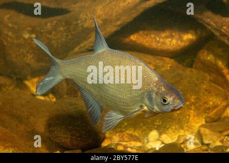 Gemeinsame Brachsen, Brassen, Karpfen Brassen (abramis Brama), Schwimmen, Deutschland Stockfoto