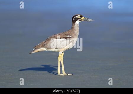 Großer australischer Steinpfeifler (Esacus magnirostris), steht am Strand, Australien, Queensland, Cape Tribulation National Park Stockfoto