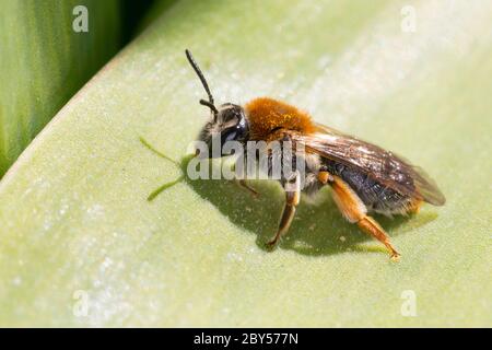 Bergbiene, Biene (Andrena haemorrhoe, Andrena albicans), Weibchen sitzt auf einem Blatt, Deutschland Stockfoto