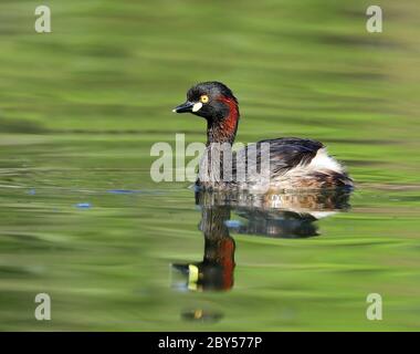 Australischer Dabchick, Australasian Grebe (Tachybaptus novaehollandiae), Schwimmen in einem See, Australien, Queensland Stockfoto