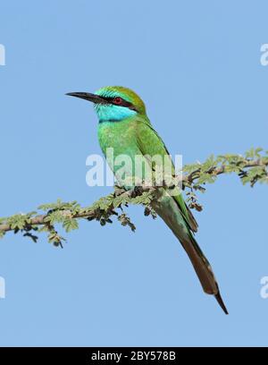 Kleiner grüner Bienenfresser (Merops orientalis), auf einem horizontalen Akazienzweig, Oman Stockfoto