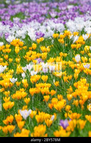 crocus (Crocus spec.), Krokusse auf einer Wiese im Frühling, Schweiz Stockfoto