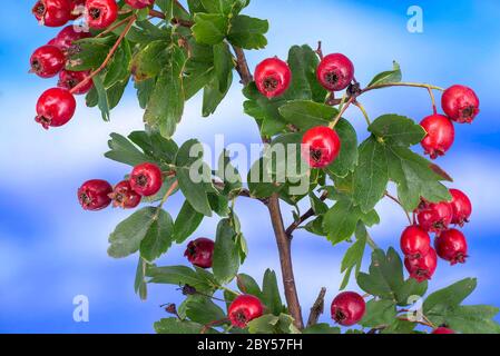 weißdorn, Weißdorn, Weißdorn (Crataegus spec.), Zweig mit Früchten, Deutschland, Bayern Stockfoto