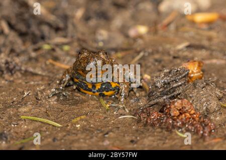 Gelbbauchkröte, Gelbbauchkröte, bunte Feuerkröte (Bombina variegata), Vorderansicht mit sichtbarer Bauchfärbung, Deutschland, Bayern, Isental Stockfoto