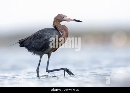 Rotreiher (Egretta rufescens), Erwachsene dunkle Morph entlang der Küste, Jagd am Strand im Meer, USA, Texas, Galveston County Stockfoto