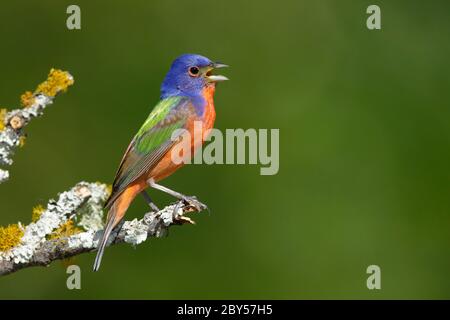 Painted Bunting (Passerina ciris), Erwachsener Sommer Gefieder Männchen thront auf einem Zweig, USA, Texas, Galveston County Stockfoto