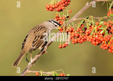 Weißkronensperling (Zonotrichia leucophrys), Erwachsener füttert Beeren, USA, Kalifornien Stockfoto