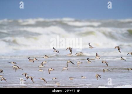 sanderling (Calidris alba), Schwarm von Sanderlingen im Flug, Niederlande Stockfoto